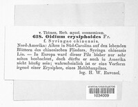 Golovinomyces biocellatus image